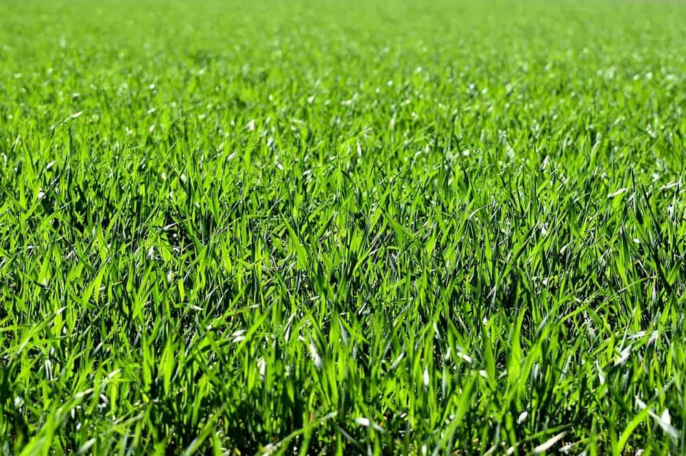 Lawn Aeration & Over-seeding image